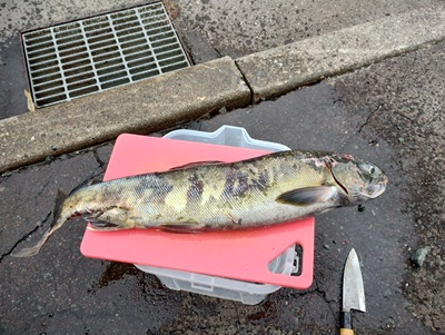 今年最後のアキアジ?